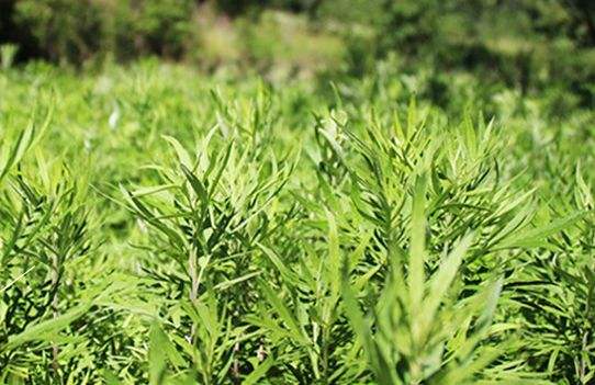 艾草艾葉在生活中有什么用途？